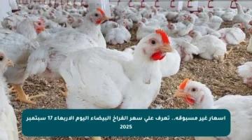 أسعار غير مسبوقة.. تعرف على سعر الفراخ البيضاء اليوم الأربعاء 17 سبتمبر 2025